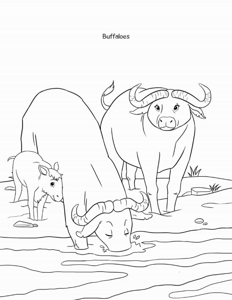Sheba coloring book buffaloe