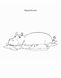 Sheba coloring book hippo